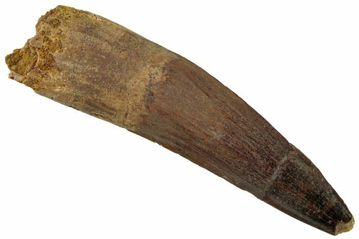 Fossil Spinosaurus Tooth - Composite Tip #318990